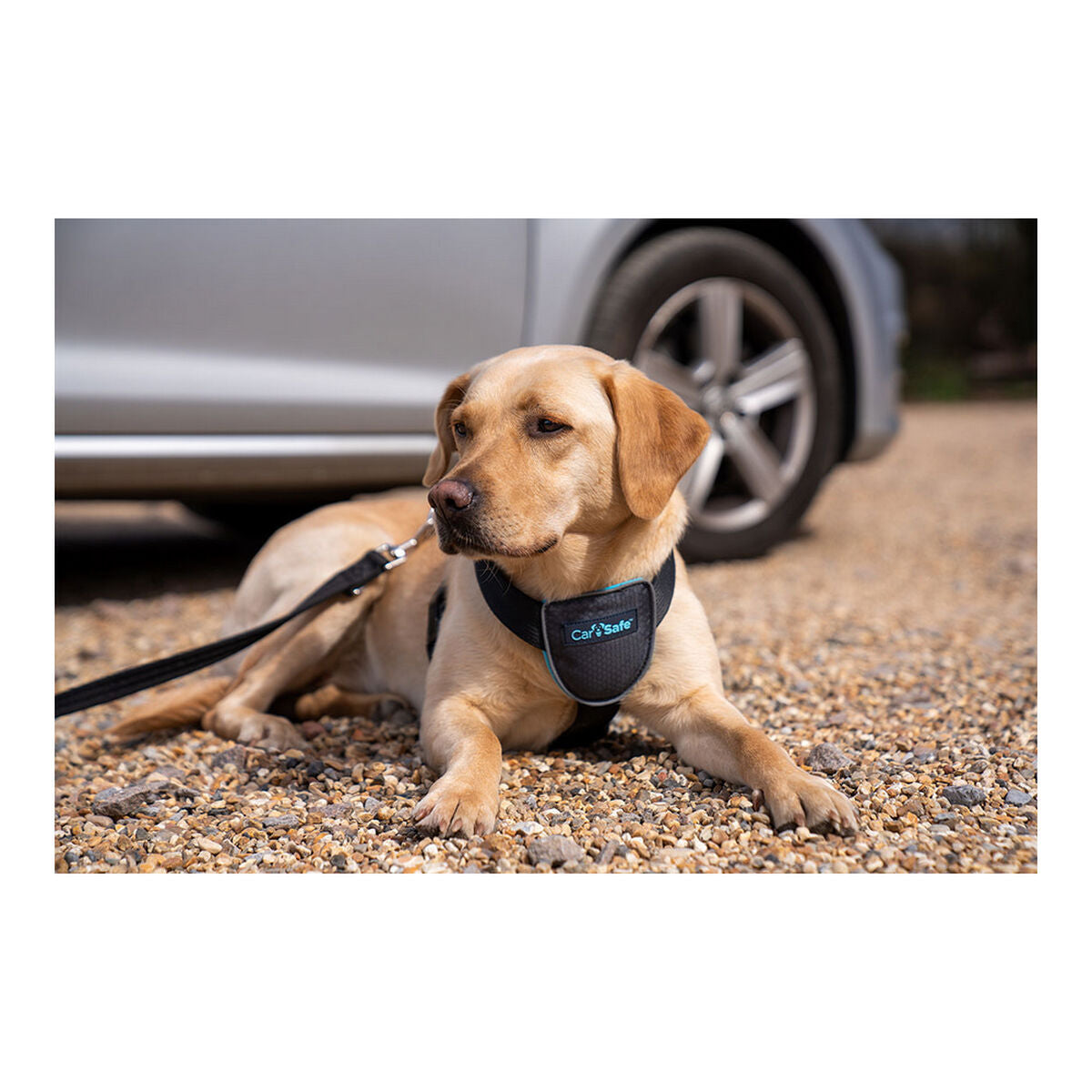 Λουρί Σκύλου Company of Animals CarSafe Μαύρο Μέγεθος M