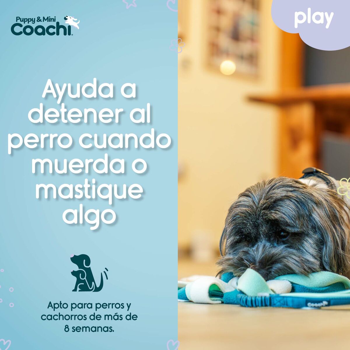 Παιχνίδια για Σκύλους Coachi PUPPY & MINI TUGGI SPIDER Πράσινο