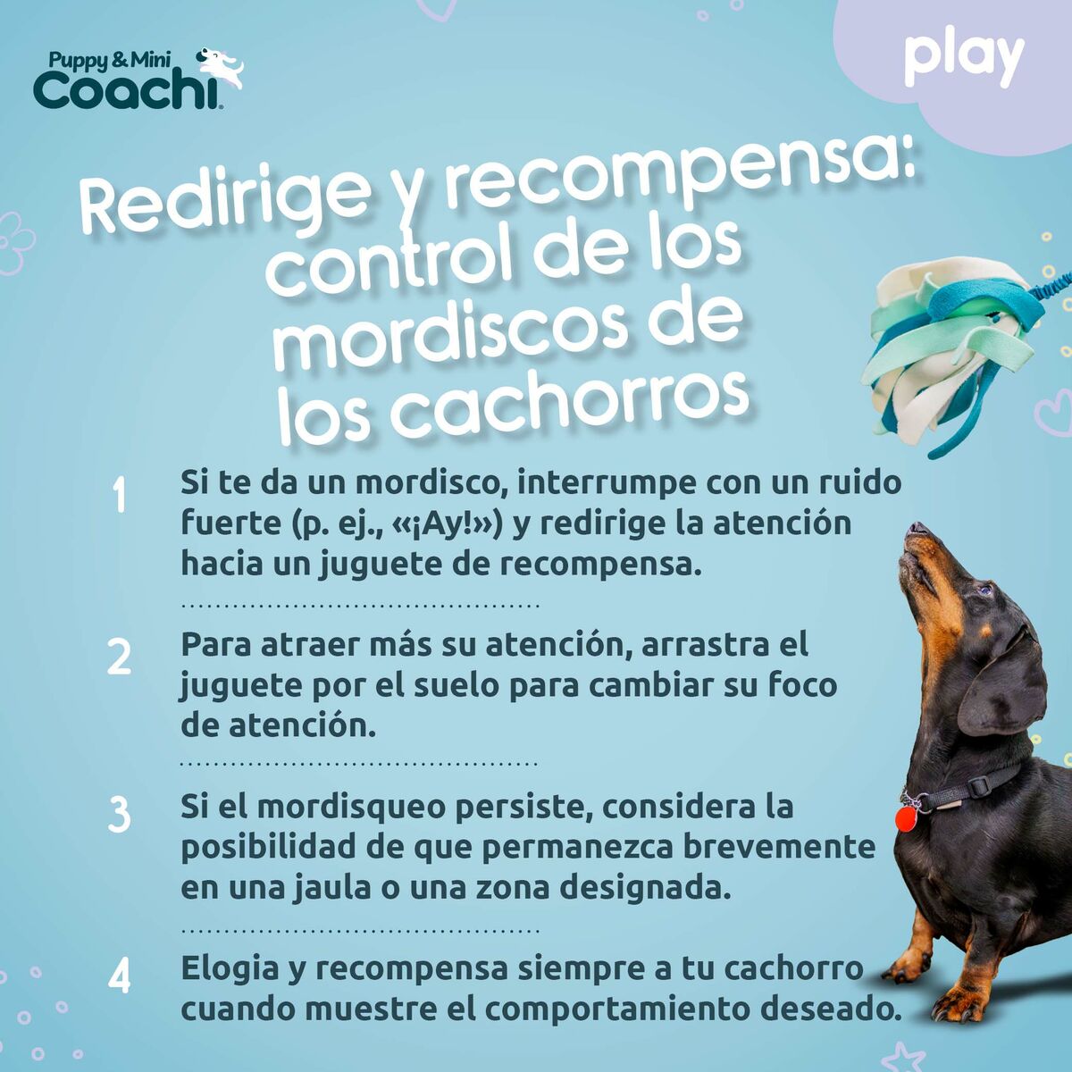 Παιχνίδια για Σκύλους Coachi PUPPY & MINI TUGGI SPIDER Πράσινο