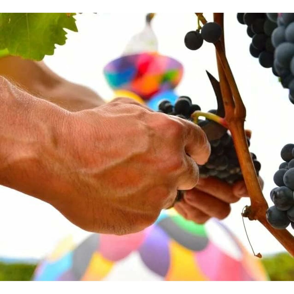 Eρυθρό ρασί Campo Viejo 1,2 kg