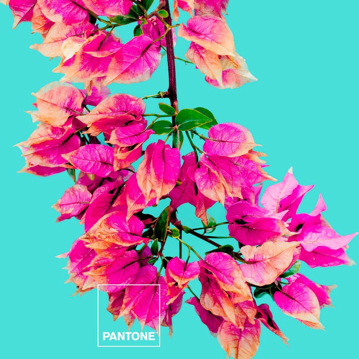 Σετ σεντονια Bugnavilla Pantone