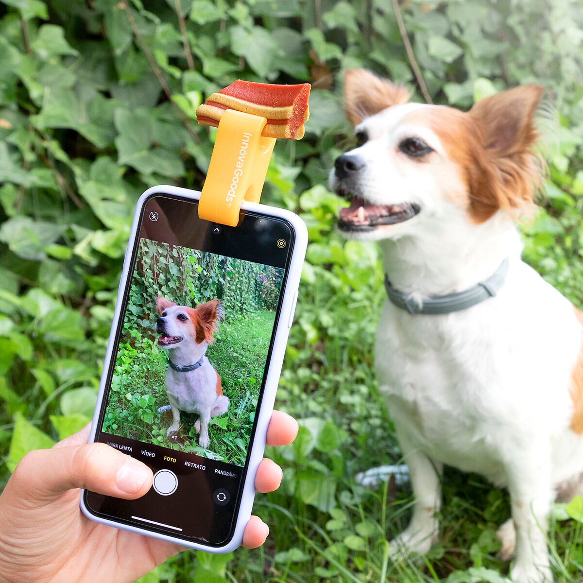 Pack Κλιπ Selfies για κατοικίδια και Κρεμαστή Αιώρα για Γάτες InnovaGoods