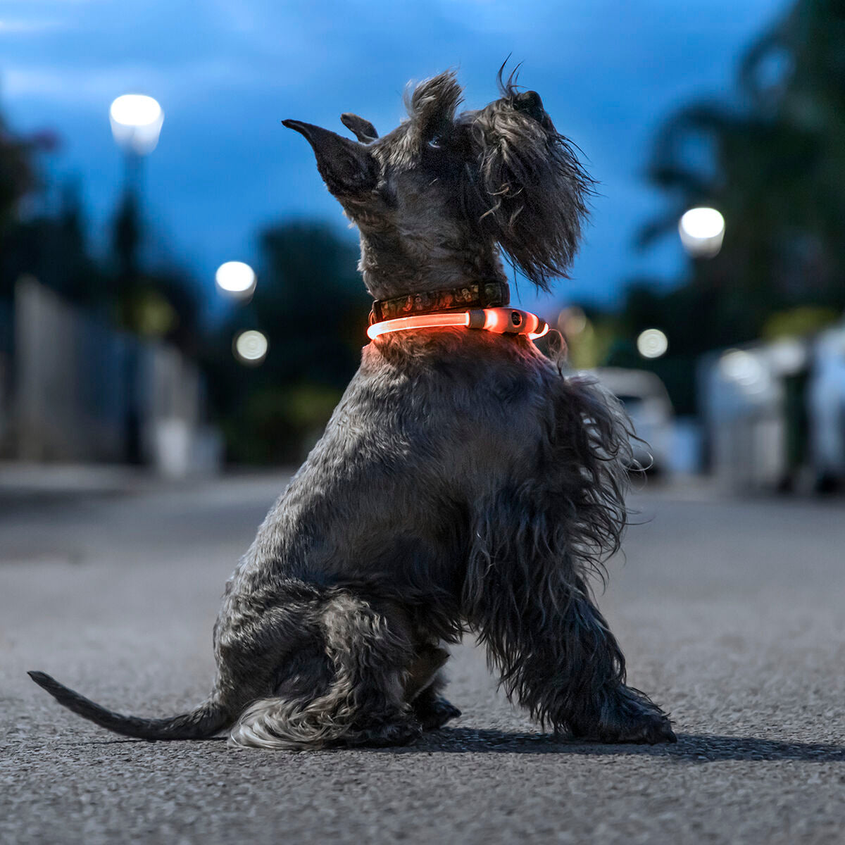 Κολάρο LED για Κατοικίδια Ζώα Petlux InnovaGoods