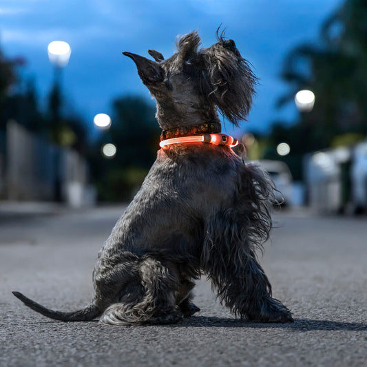 Κολάρο LED για Κατοικίδια Ζώα Petlux InnovaGoods