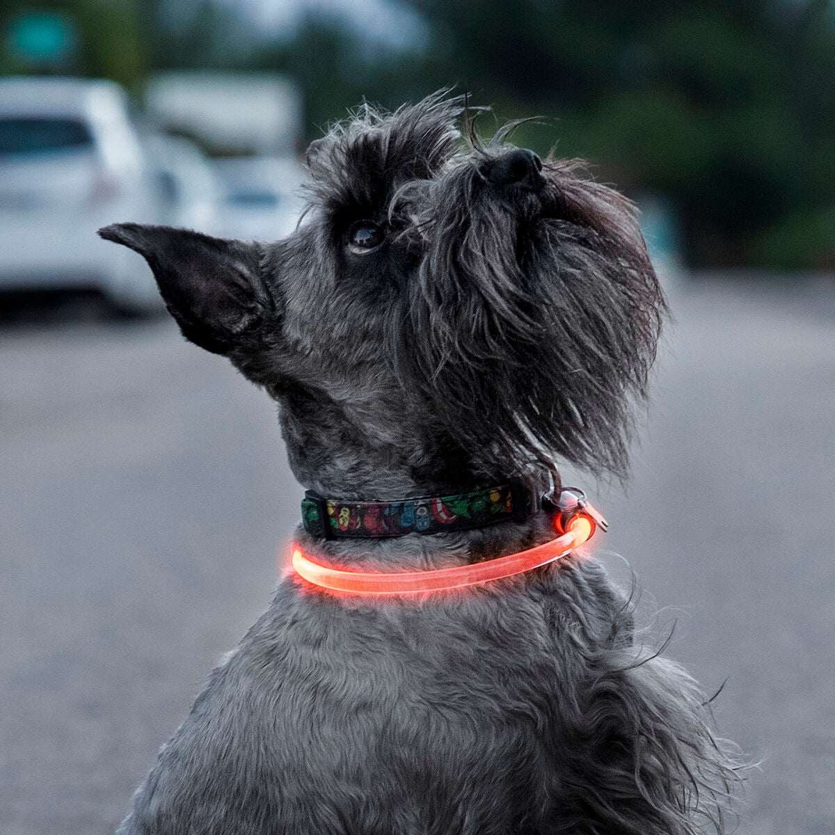 Κολάρο LED για Κατοικίδια Ζώα Petlux InnovaGoods