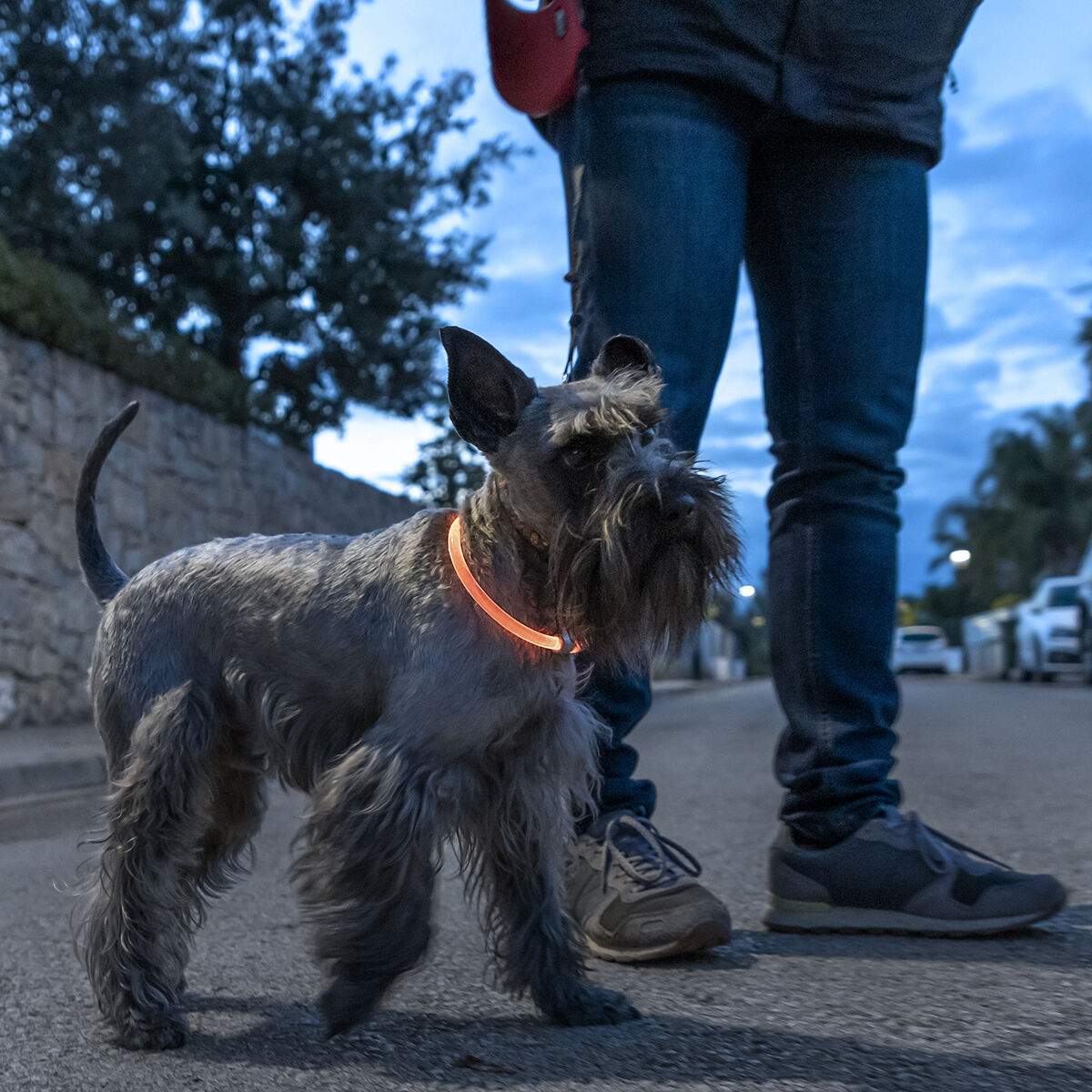 Κολάρο LED για Κατοικίδια Ζώα Petlux InnovaGoods