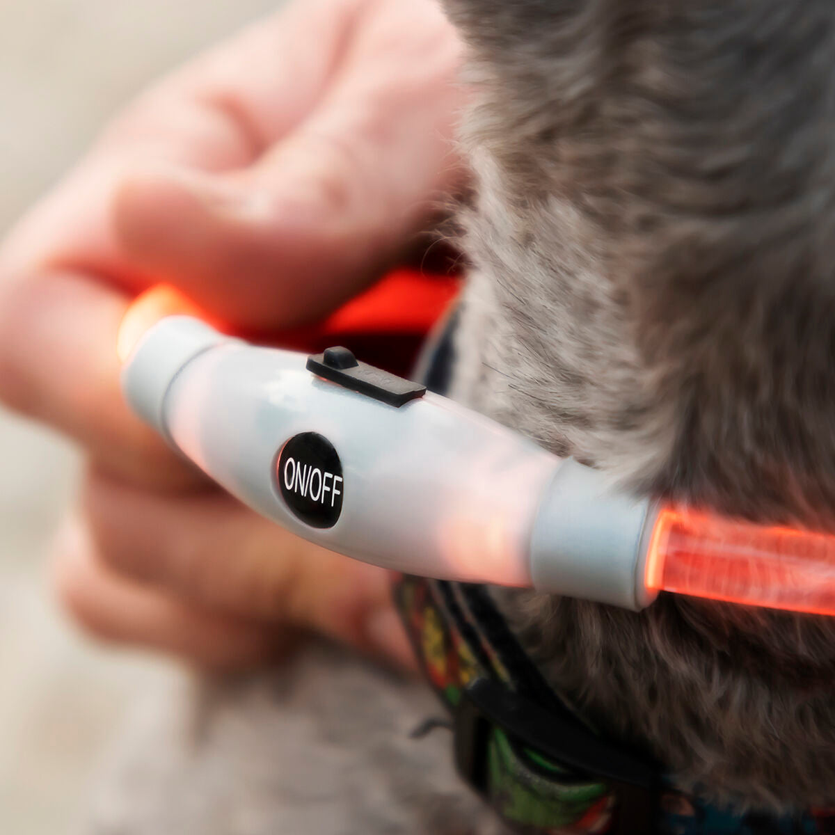 Κολάρο LED για Κατοικίδια Ζώα Petlux InnovaGoods
