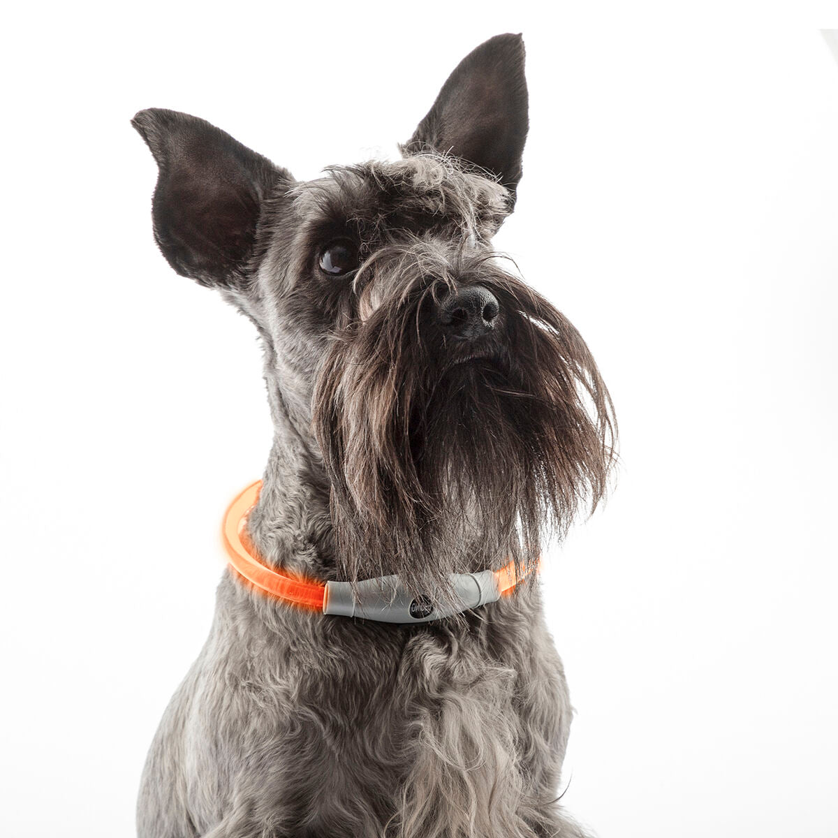 Κολάρο LED για Κατοικίδια Ζώα Petlux InnovaGoods