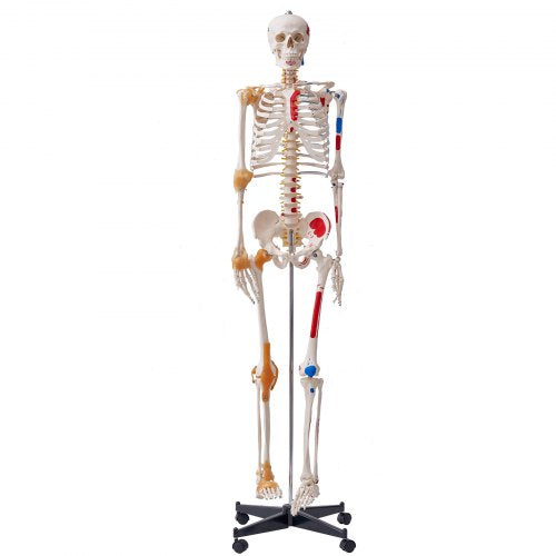 VEVOR Human Skeleton Model for Anatomy, 1820 mm Life Size, Accurate PVC Anatomy Skeleton Model with Ligaments, Movable Arms, Legs & Jaw, with Muscle Origin & Insertion Points, for Professional Teaching