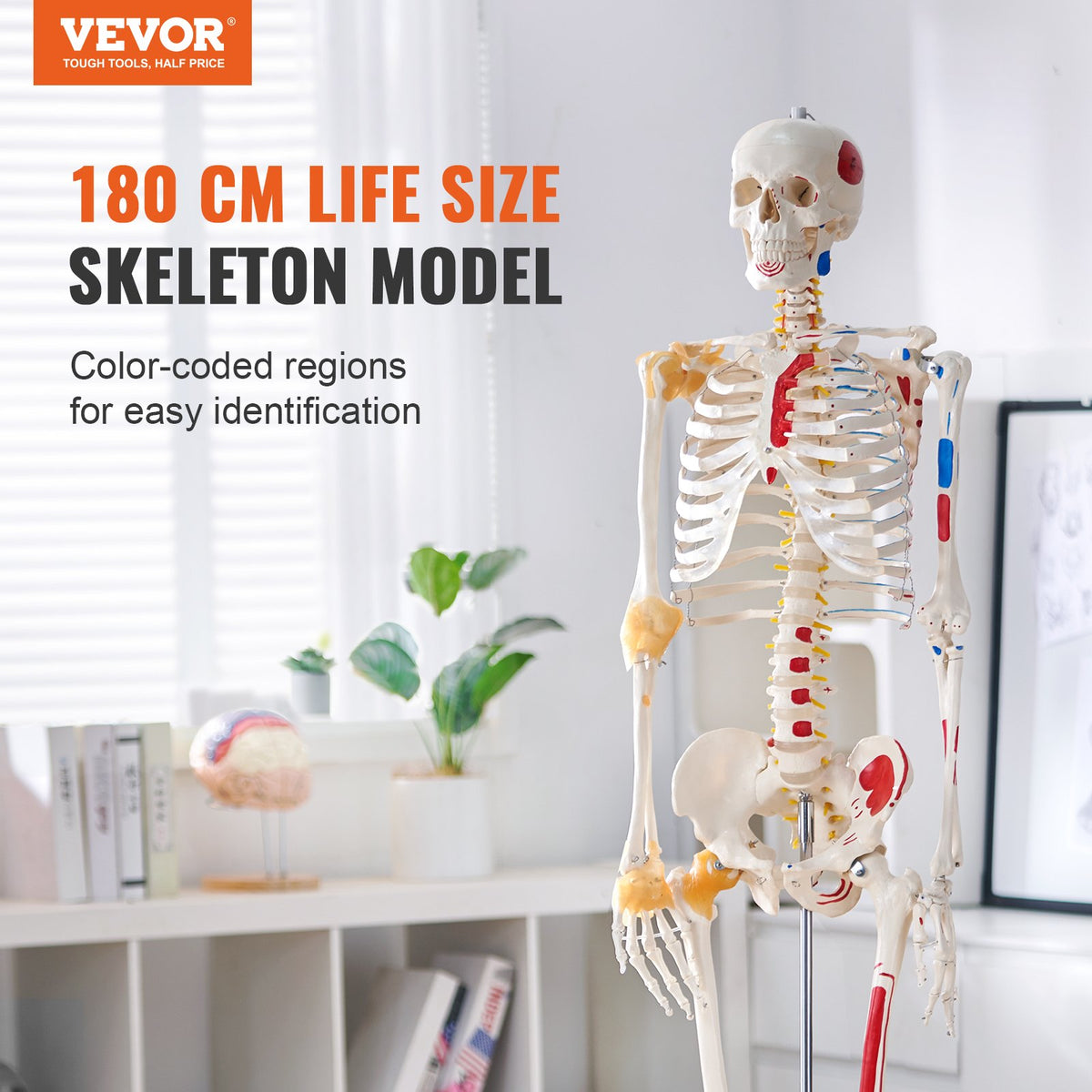 VEVOR Human Skeleton Model for Anatomy, 1820 mm Life Size, Accurate PVC Anatomy Skeleton Model with Ligaments, Movable Arms, Legs & Jaw, with Muscle Origin & Insertion Points, for Professional Teaching
