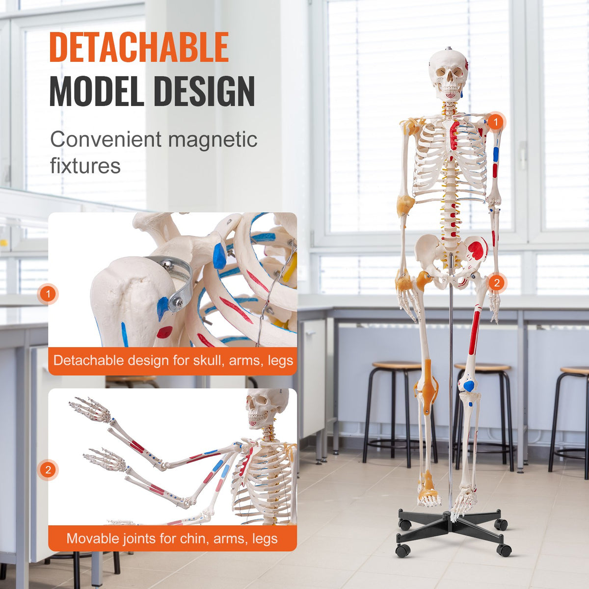 VEVOR Human Skeleton Model for Anatomy, 1820 mm Life Size, Accurate PVC Anatomy Skeleton Model with Ligaments, Movable Arms, Legs & Jaw, with Muscle Origin & Insertion Points, for Professional Teaching