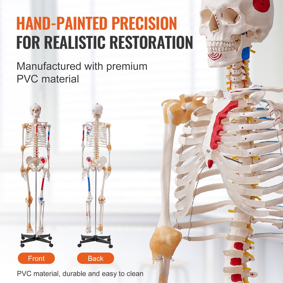 VEVOR Human Skeleton Model for Anatomy, 1820 mm Life Size, Accurate PVC Anatomy Skeleton Model with Ligaments, Movable Arms, Legs & Jaw, with Muscle Origin & Insertion Points, for Professional Teaching