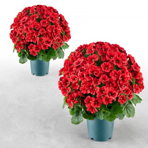 VEVOR Artificial Potted Geraniums 508 mm 2-Pack Fake Flower Plants Red, for Porch, Patio, Entryway, & Home Decor, Indoor & Outdoor Use, Silk and PE Blooms in Pots, Ready to Display Faux Plants