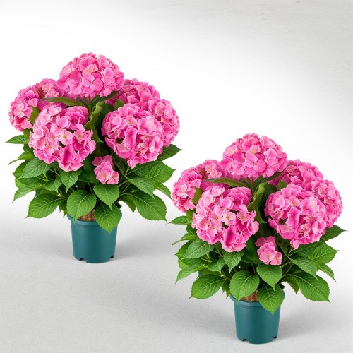 VEVOR Artificial Potted Hydrangeas 711 mm 2-Pack Fake Flower Plants Pink, for Porch, Patio, Entryway, & Home Decor, Indoor & Outdoor Use, Silk and PE Blooms in Pots, Ready to Display Faux Plants